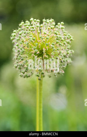 Allium giganteum, également connu sous le nom de l'Oignon géant Banque D'Images