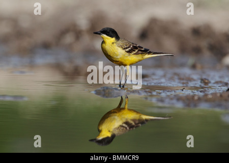 Bergeronnette printanière, à tête noire Motacilla flava feldegg, seul oiseau par l'eau, Bulgarie, mai 2010 Banque D'Images