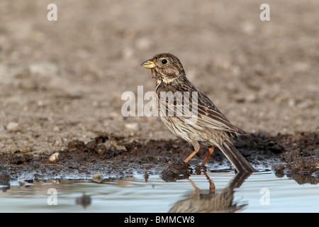 Corn Bunting, Emberiza calandra, seul oiseau baignade en piscine, Bulgarie, mai 2010 Banque D'Images