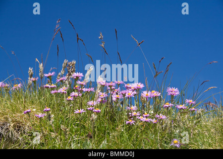 Pré sur l'été avec Aster alpinus fleurs sous un ciel bleu Banque D'Images