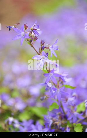 Bellflower Campanula poscharskyana serbe / Banque D'Images