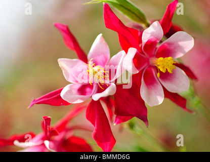 Aquilegia caerulea (Colombine), 'Crimson Star' Banque D'Images