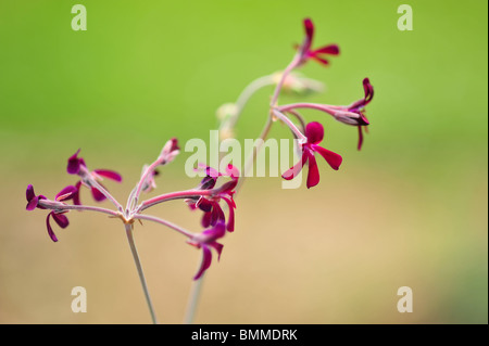 Pelargonium sidoides (Umckaloabo, géranium d'Afrique du Sud) Banque D'Images