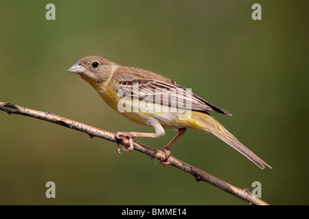 Bruant à tête noire, Emberiza melanocephala, seule femelle sur branch, Bulgarie, mai 2010 Banque D'Images