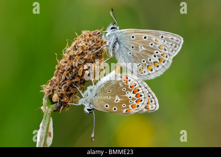 Papillon Bleu commun - Polyommatus icarus sur accouplement paire Plantain Lancéole seed head Banque D'Images