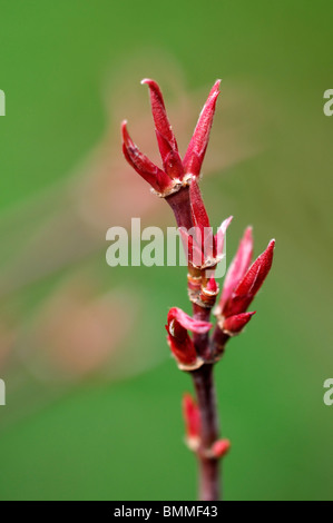 Acer palmatum bouton de la nouvelle feuille rouge écarlate printemps érable japonais Japanese Maple lisse de feuillus Banque D'Images