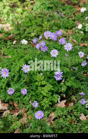 Windflower Anemone blanda vivace tubéreuse Grecian ressemblant à des marguerites en fleurs de printemps fleur fleur bleu Banque D'Images