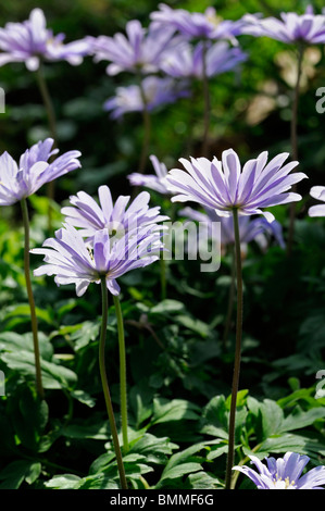 Windflower Anemone blanda vivace tubéreuse Grecian ressemblant à des marguerites en fleurs de printemps fleur fleur bleu Banque D'Images