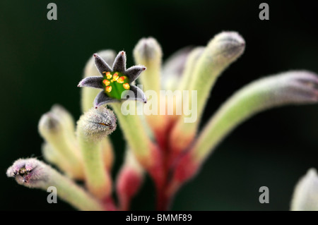 Anigozanthos flavidus fleur fleur plante australienne tall yellow kangaroo paw vivaces catspaw Banque D'Images