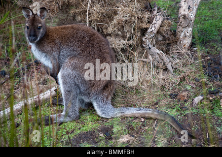 Wallaby de Bennett dans le parc national de Narawntapu, au nord-est de la Tasmanie Banque D'Images