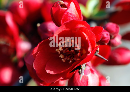 Flowering quince Chaenomeles x superba hardy cultivar rouge arbuste fleur fleur fleurs printemps Banque D'Images