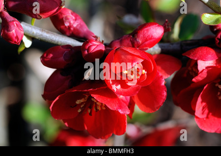 Flowering quince Chaenomeles x superba hardy cultivar rouge arbuste fleur fleur fleurs printemps Banque D'Images