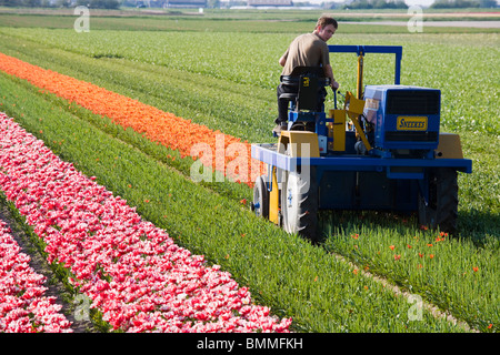 Agriculteur néerlandais tulipes coupe vide, vide les tulipes avec des machines agricoles. Hollande, près de Alkmaar aux Pays-Bas. Banque D'Images