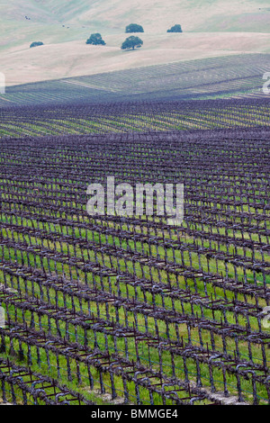 Rangées de vignes menant à collines avec chênes vivent dans un centre de la Californie vinyeard Banque D'Images