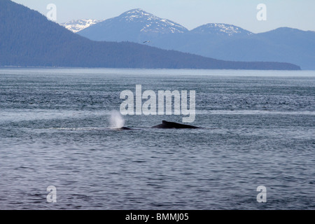 Baleine à bosse au large de l'Alaska Point Icy Straits Banque D'Images