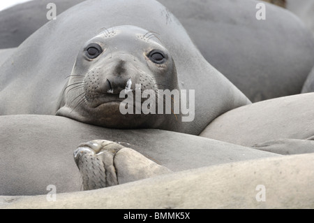 Stock photo d'une famille de l'éléphant sur la plage à Ano Nuevo, Californie. Banque D'Images