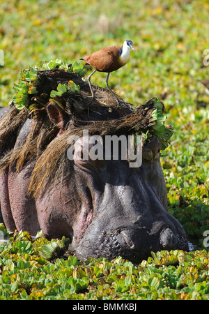 Jacana debout sur l'Hippopotame (Hippopotamus amphibius), chef de la réserve Masai Mara, Kenya Banque D'Images