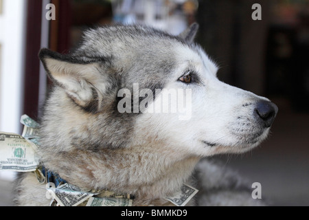 De l'argent- chien husky vieux endormis à l'extérieur de l'atelier à Ketchikan, Alaska 1 Banque D'Images