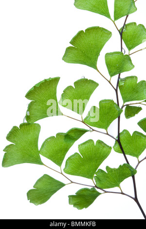 Maidenhair Fern Adiantum ou feuilles sur fond blanc Banque D'Images