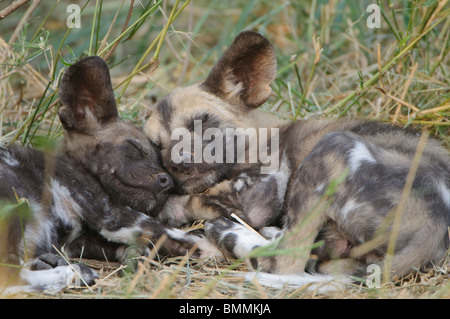 Chien sauvage d'Afrique (Lycaon pictus) petits dormir dans l'herbe, Mashatu Game Reserve, Tuli Nord, Botswana Banque D'Images