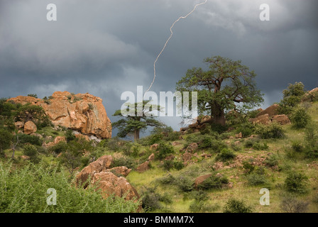 Le Baobab africain (Adansonia digitata) arbres avec la foudre dans le Parc National de Mapungubwe Contexte La province du Limpopo, Afrique du Sud Banque D'Images