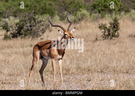 Un mâle Impala (Aepyceros melampus melampus) dans la région de Savuti du Botswana. Banque D'Images