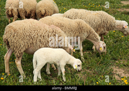 Moutons et agneaux. L'Espluga Calba (Lleida) Catalogne Espagne Banque D'Images
