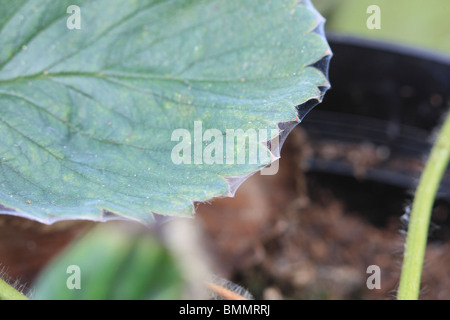 Rouge en serre (Tetranychus urticae) montrant une fine toile sur feuilles de fraisier Banque D'Images