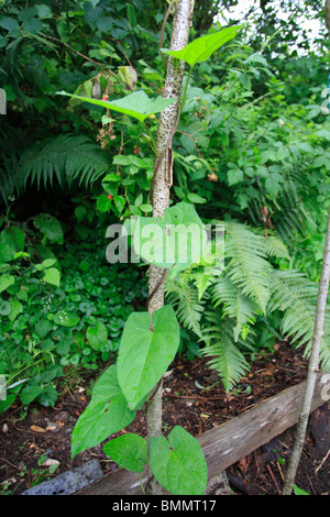 Calystegia sepium (liseron des champs de couverture) GRIMPER BEAN POLE Banque D'Images