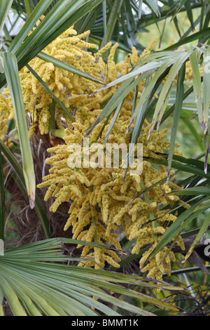 CHUSAN (PALM) Trachycarpus fortunai CLOSE UP OF FLOWERS Banque D'Images