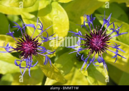 CENTAUREA MONTANA GOLD BULLION PLANTE EN FLEUR CLOSE UP Banque D'Images