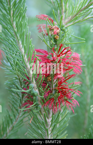 CALOTHAMNUS QUADRIFIDUS CLOSE UP OF FLOWER Banque D'Images
