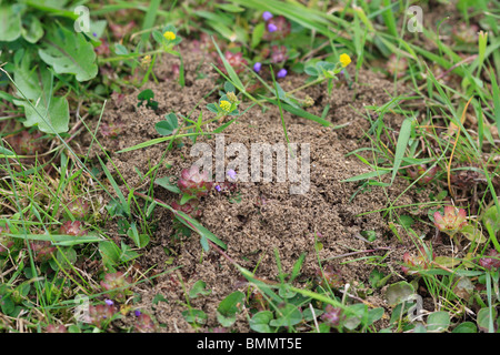 Prairie jaune (ANT Lasius flavus) FONT DES NIDS DANS LE SOL EXCAVÉ SUR LES PELOUSES Banque D'Images