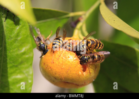 Guêpe commune (Paravespula vulgaris) MANGER CITRON AGRUMES FLORENTINA Banque D'Images