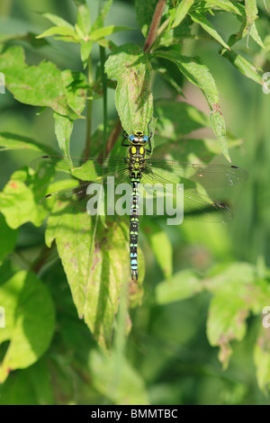 HAWKER aeshna cyanea (sud) mâle AU REPOS SUR LE CHANVRE AIGREMOINE Banque D'Images