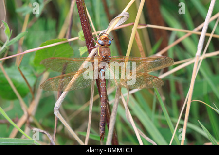 BROWN (HAWKER Aeshna grandis) au repos dans la région de Piedmont Banque D'Images