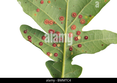 SPANGLE COMMUN Neuroterus quercusbaccarum (vésicule) sur la partie inférieure de la feuille de chêne Banque D'Images