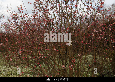 Viburnum x bodnantense Dawn arbuste en fleurs Banque D'Images