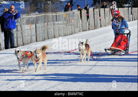 Les jeunes musher - une jeune fille au volant d'une équipe dans une course de chiens de traîneau, regardée par papa avec un appareil photo Banque D'Images