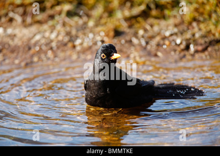 Blackbird (Turdus merula), mâle, se baigner dans l'étang de jardin Banque D'Images