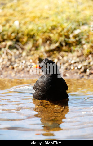 Blackbird (Turdus merula) baignade en étang de jardin Banque D'Images