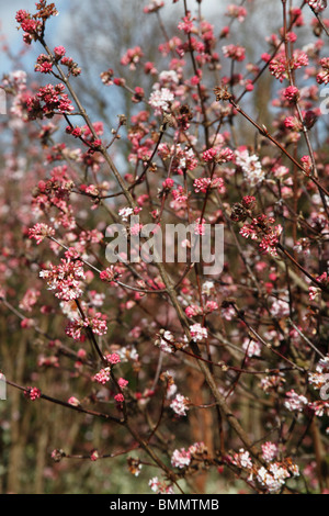 Viburnum x bodnantense Dawn arbuste en fleurs Banque D'Images