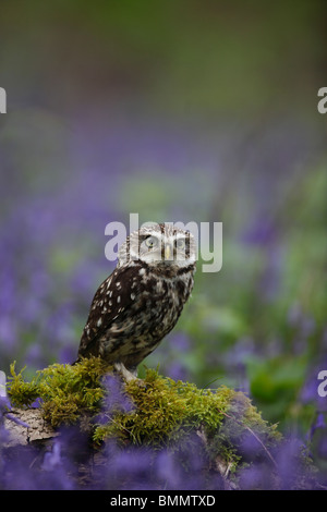 Chouette chevêche (Athene noctua) perching entre bluebells Banque D'Images