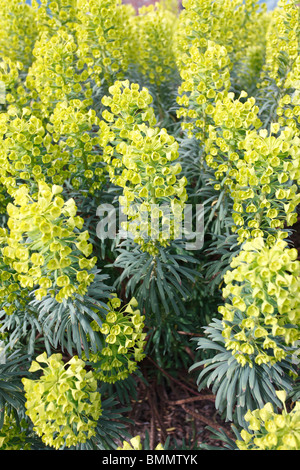 Euphorbia characias wulfenii subsp,plante en fleur Banque D'Images