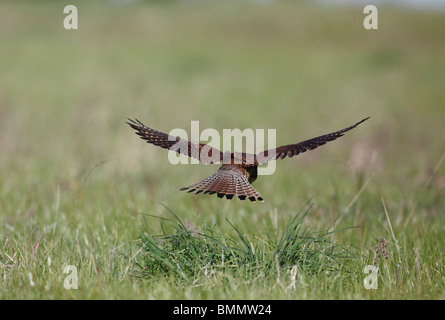 Crécerelle (Falco tinnunculus) planant au-dessus de la longue herbe backview Banque D'Images