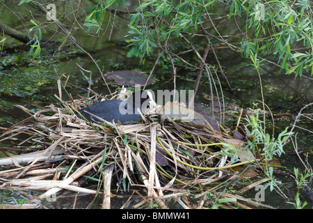 Foulque macroule (Fulica atra), femelle, l'incubation des œufs sur son nid Banque D'Images