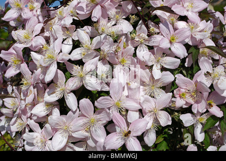 Clematis montana elizabeth close up of flowers Banque D'Images