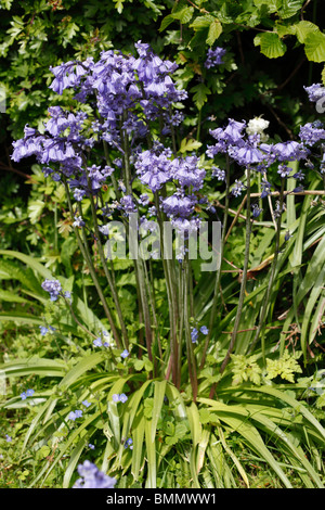 Bluebell espagnol (Hyacinthoides hispanica) plante en fleur Banque D'Images