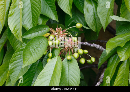 Cerisier (Prunus avium) stella close up of fruits formant Banque D'Images