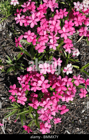 Rhodohypoxis rose shell close up of flowers Banque D'Images